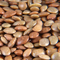 Horse Gram