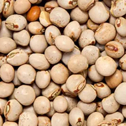 Pigeon Pea